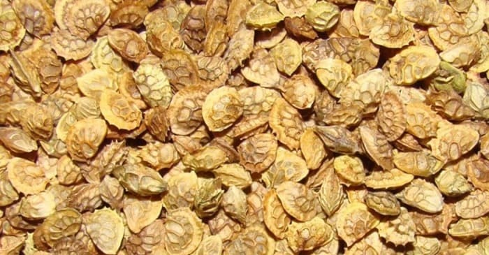 Семена эспарцета