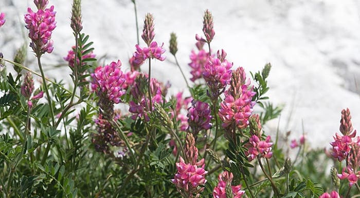 Эспарцет закавказский