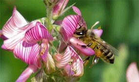 Эспарцет как медонос