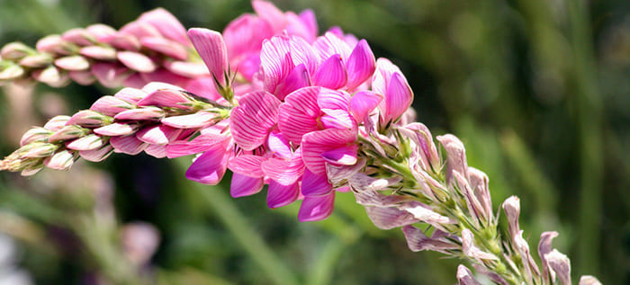 Эспарцет цветущий