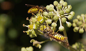 Мёд из плюща