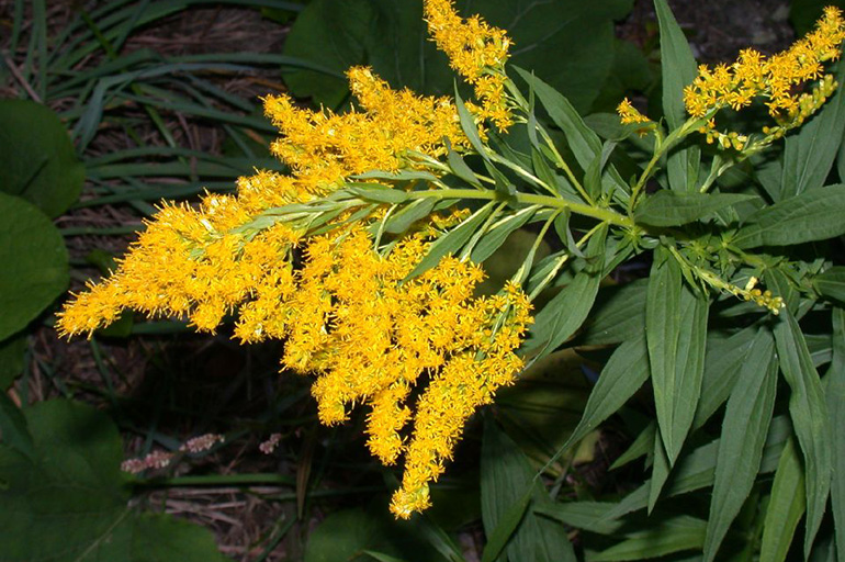 Золотарник обыкновенный