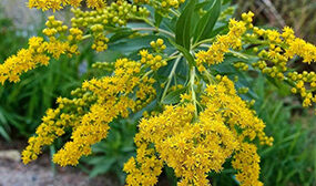 Золотарник как медонос