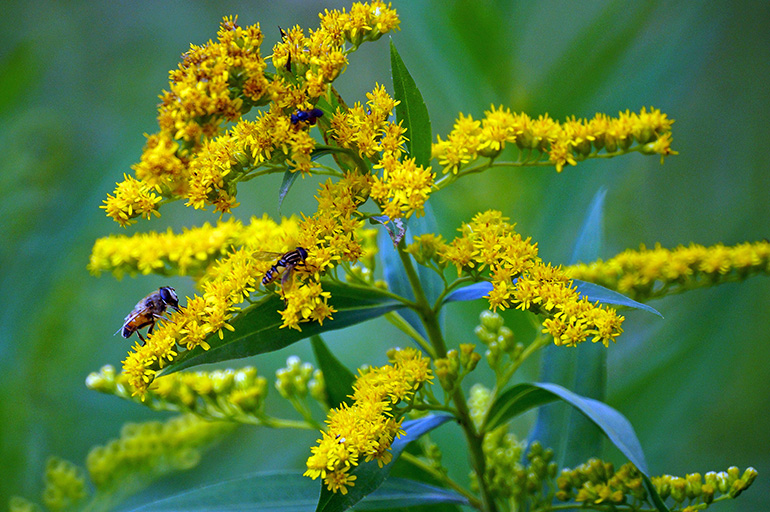 Золотарник