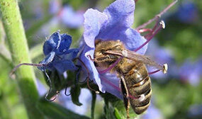 Лён как медонос