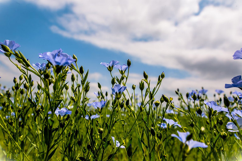 Выращивание