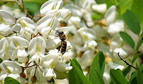 Акация как медонос