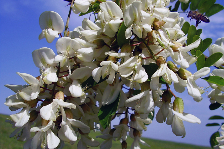 Медопродуктивность