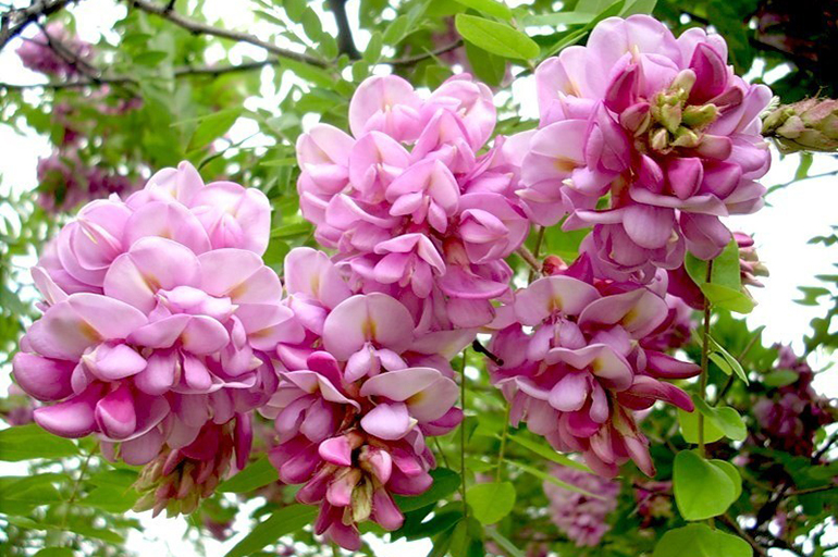 Розовый вид