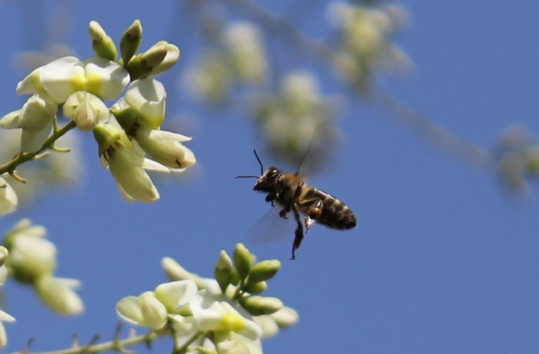 Цветение в Краснодарском крае