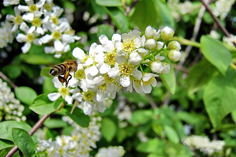 Цветение в средней полосе России