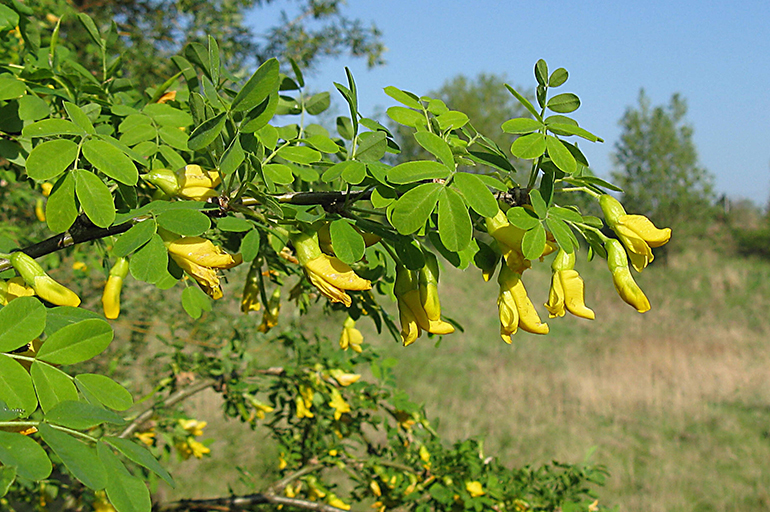 Желтая акация