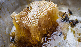 Мед диких пчел