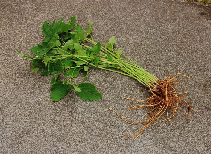 Корни сныти