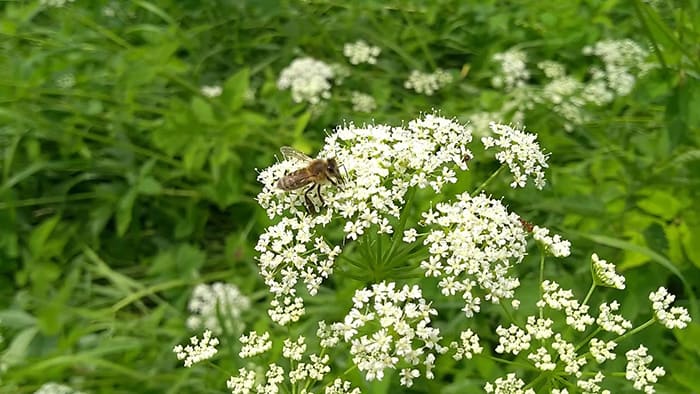 Пчела на траве
