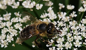 Сныть как медонос