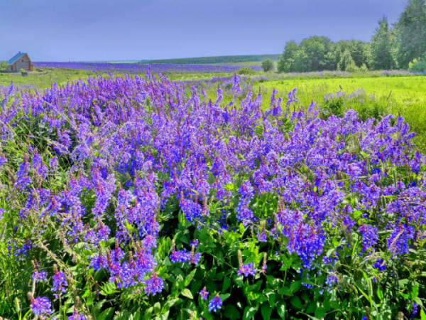 Поле галеги восточной