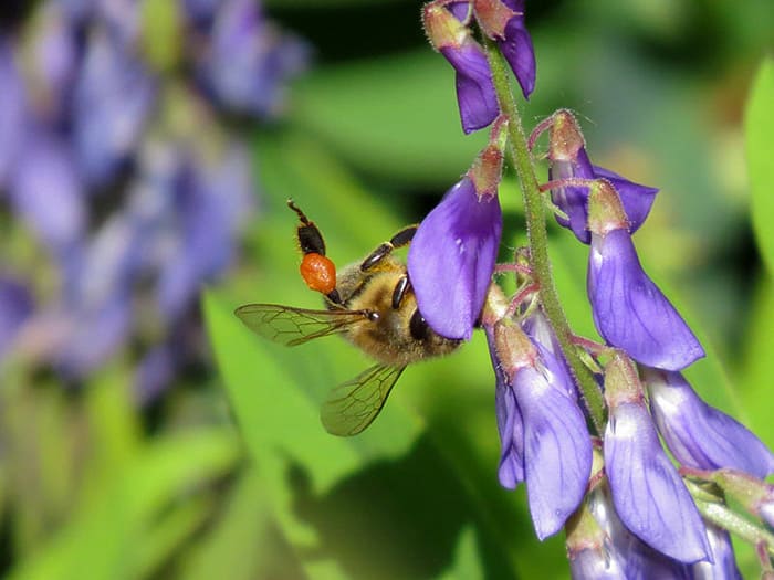 Пчела на цветке