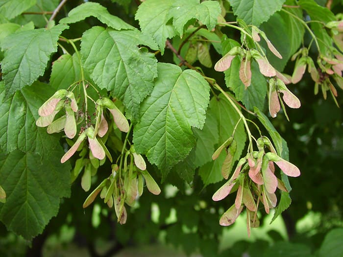 Дерево черноклена