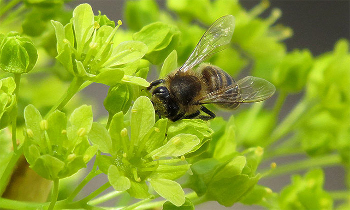Пчела на цветке