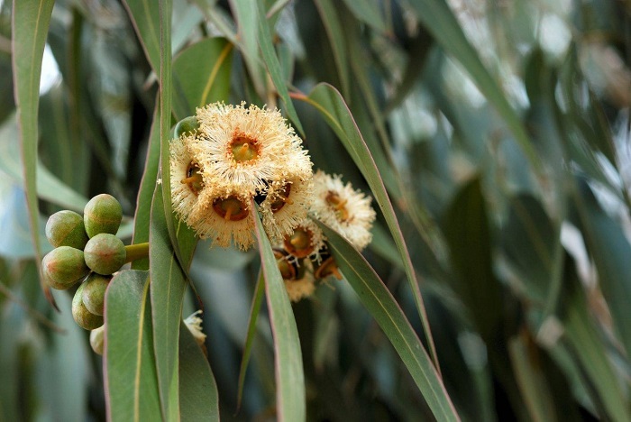 Цветки эвкалипта