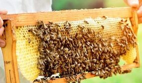 Методы пчеловождения