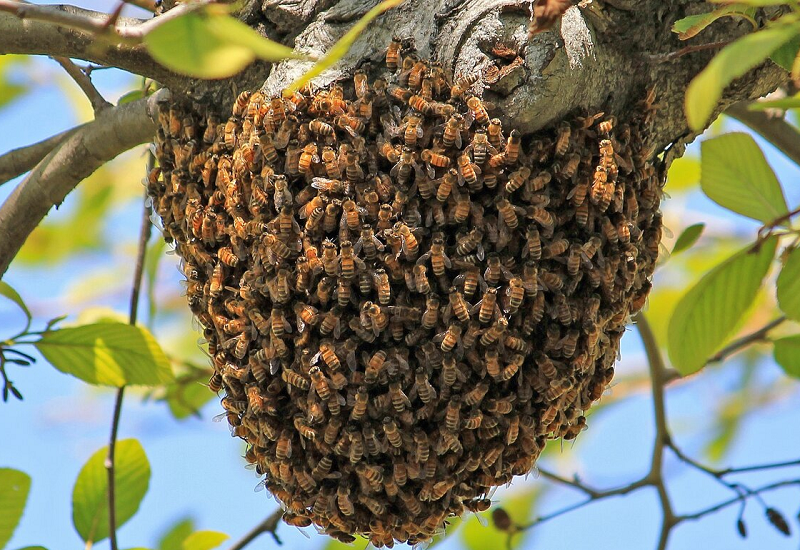 Роение пчел