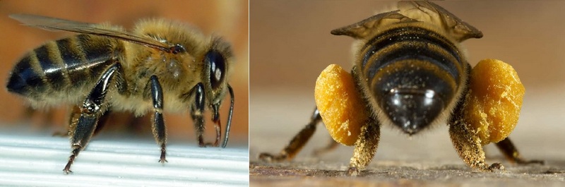 Внешний вид