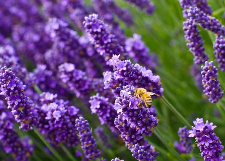 Пчела на лаванде