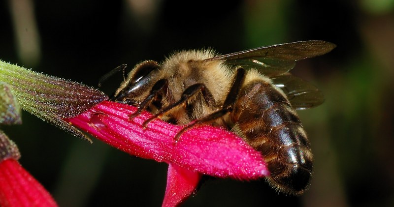 Среднерусская пчела