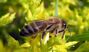 Среднерусская порода пчёл