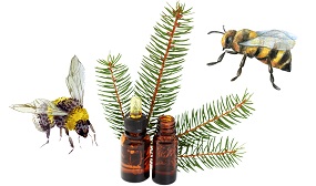 Пихтовое масло для пчёл