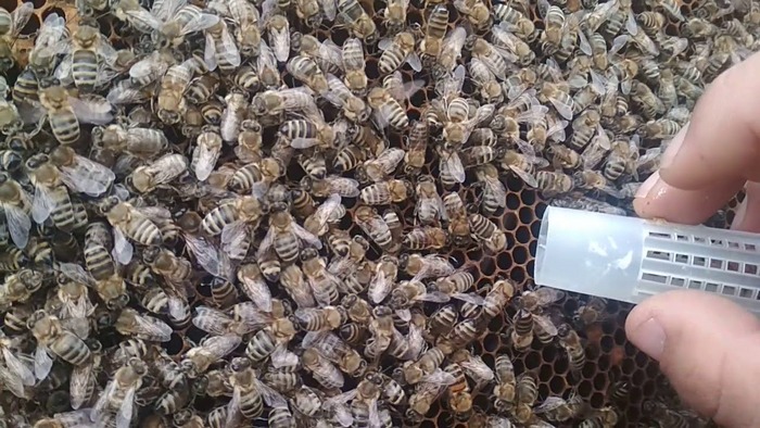 Подсадка неплодных маток