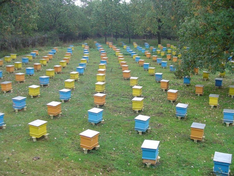 Расстановка ульев