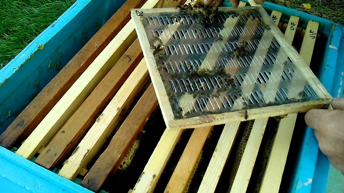 Подсадка с помощью контейнера-изолятора