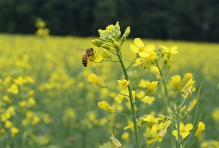Медопродуктивность