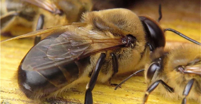 Трутень в улье Трутень в улье