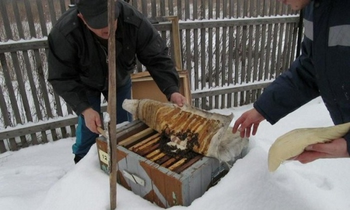 Проверка пчел