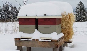 Зимовка пчёл на улице