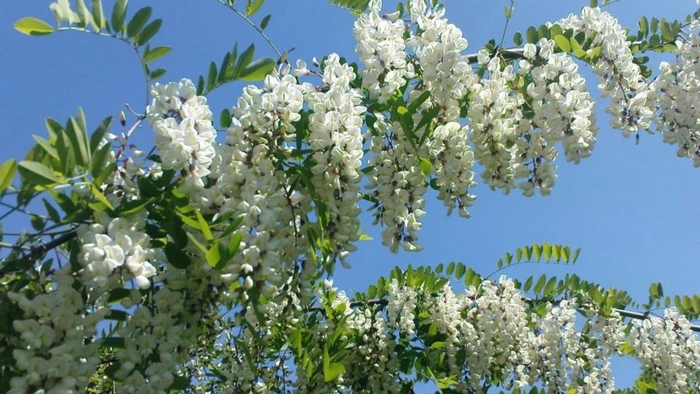 Акация для пчел