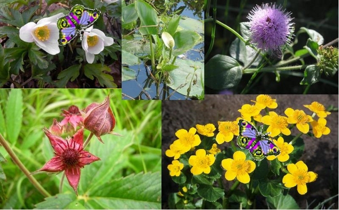 Болотные травы