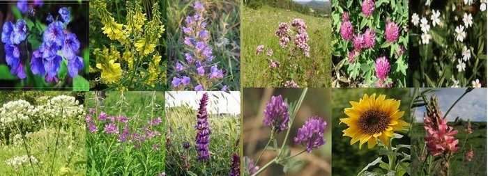 Луговые медоносы