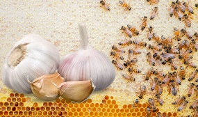 Чеснок для пчёл