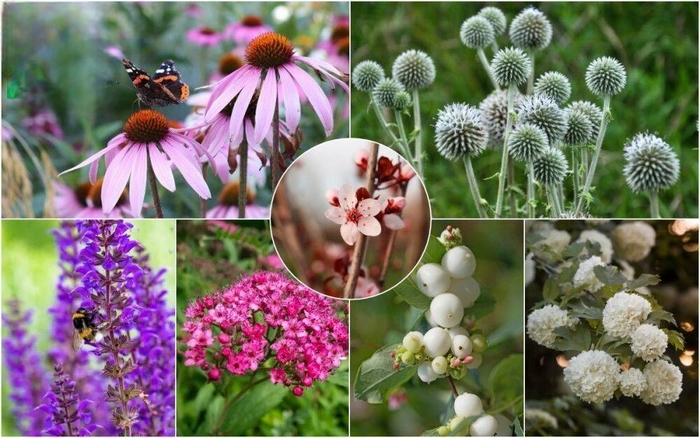 Экзотические растения