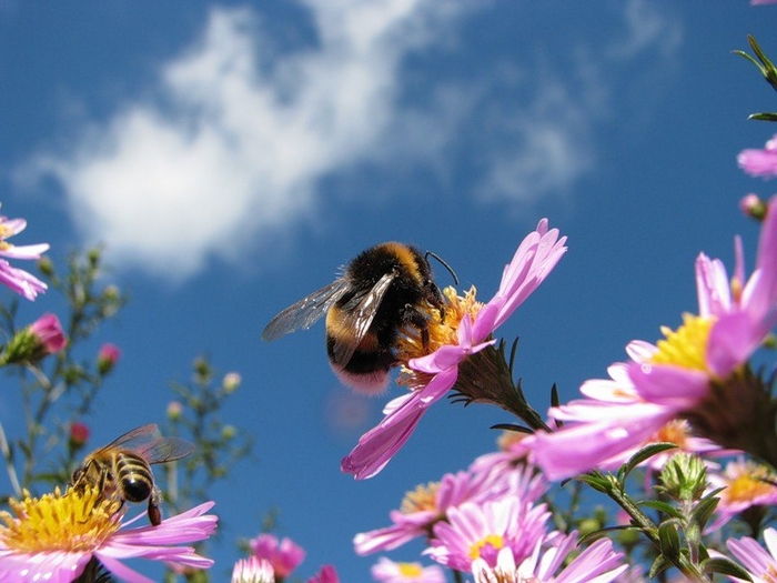 Пчела на цветке