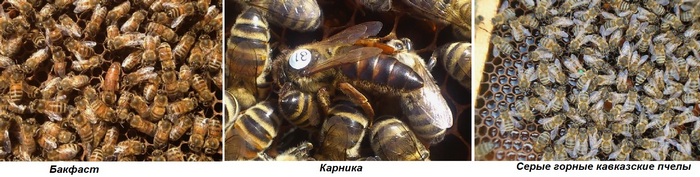 Породы пчел